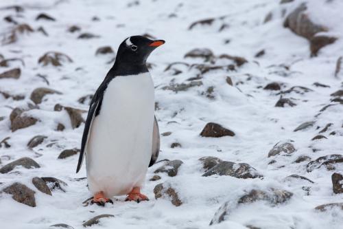 Penguins